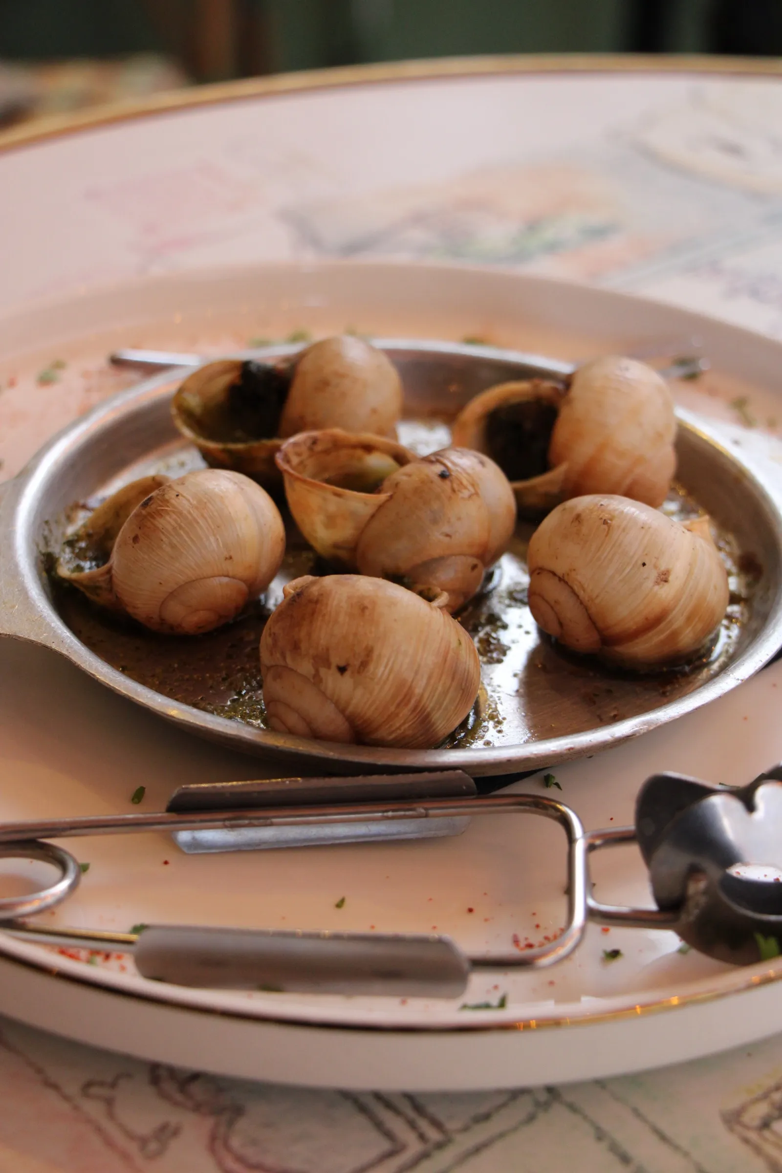 Escargots “Géants” de Bourgogne sauvages
